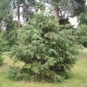 Picea Likiangensis Çin Ladini Tohumu (10 Tohum) thumbnail 5
