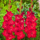Gladiolus Red Swan Kırmızı Glayör Çiçeği Soğanı (2 adet) - 3