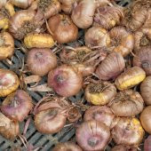 Gladiolus Red Swan Kırmızı Glayör Çiçeği Soğanı (2 adet) - 7
