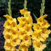 Gladiolus Yellow Swan Sarı Glayör Çiçeği Soğanı (2 adet) - 6