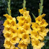 Gladiolus Yellow Swan Sarı Glayör Çiçeği Soğanı (2 adet) - 10