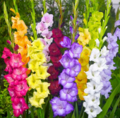 Gladiolus Mixed Swan Karışık Glayör Çiçeği Soğanı (4 adet) - 3
