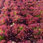 Kırmızı Marul Fidesi  (5 adet) thumbnail 5