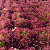 Kırmızı Marul Fidesi  (5 adet) thumbnail 6