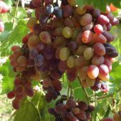 Tüplü Siirt Yüksek Aromalı Tayfi Üzüm Fidanı thumbnail 5