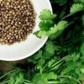 Aşotu(Kişniş Otu) Tohumu(50 tohum) - 3