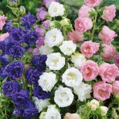 Karışık Katmerli Campanula Çan Çiçeği Tohumu (100 tohum) - 1