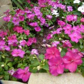 Saksılık Wallerine Mürdüm Bodur Cam Güzeli Çiçeği Tohumu (20 tohum) thumbnail 4