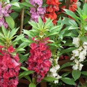 Karışık Renkli Kına Çiçeği Tohumu (150 tohum) thumbnail 5