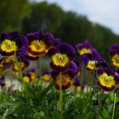 Renklerin Dansı Menekşe Çiçeği Tohumu (100 tohum) thumbnail 1