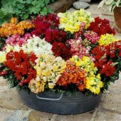 Karışık Renkli İri Aslan Ağzı Çiçeği Tohumu (90 tohum) thumbnail 5