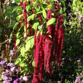 Kırmızı Amaranthus caudatus Çiçeği Tohumu (100 tohum) - 4