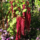 Kırmızı Amaranthus caudatus Çiçeği Tohumu (100 tohum) - 5