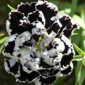 Heddewigii Siyah Beyaz Karanfil Çiçeği (100 adet) thumbnail 3