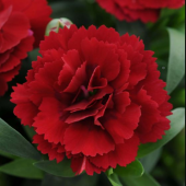 Chabaud Koyu Kırmızı Karanfil Çiçeği Tohumu (70 adet) thumbnail 2