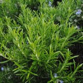Aromatik Saksılık Abraxas Biberiye Fidesi (3 fide) - 4