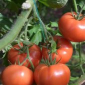 Etli Kokulu Tybeef Köy Domatesi Fidesi (5 adet) - 5