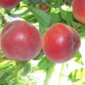 Tüplü Aşılı Verimli Çok Geçci Red Elegant Şeftali Fidanı - 4
