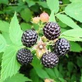 Tüplü Özel Üretim Verimli Jewel Siyah Ahududu Fidanı thumbnail 5