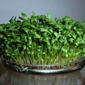 Doğal Su Teresi Tohumu (50 Tohum) thumbnail 2