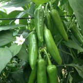 Jalapeno VeryPainful Acı Biber Fidesi  (5 adet) - 3