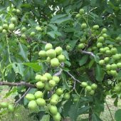 Tüplü Aşılı Bol Verimli Pedro Salkım Ceviz Fidanı - 3