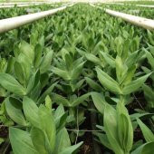 Karışık Renkli Lisianthus  Çiçeği Fidesi (10 adet) - 10
