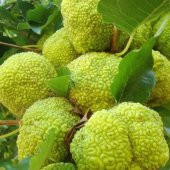 Tüplü Maclura pomifera Yalancı Portakal (Ayı Portakalı) Fidanı - 2
