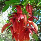 Özel Erythrina Crista Galli Mercan Ağacı Fidanı Özel Çeşit (30-60 cm) - 2