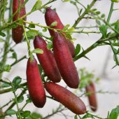 Meyve Verme Yaşında Tüplü  Mia Rose Pink Finger Lime Fidanı - 2