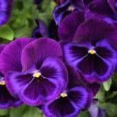 Blue Perfection Mavi Hercai Menekşe Çiçeği Tohumu (150 tohum) thumbnail 2