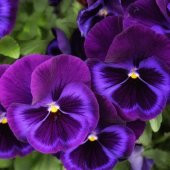 Blue Perfection Mavi Hercai Menekşe Çiçeği Tohumu (150 tohum) thumbnail 4