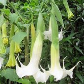 Tüplü Yoğun Kokulu Meleklerin Borazanı Beyaz Brugmansia Fidanı - 5