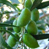 Tüplü Meyve Verme Durumunda Bodur Koroneiki Zeytin Fidanı - 1