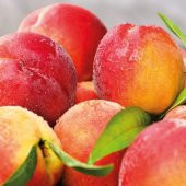 Tüplü İri Meyveli Verimli Yarı Bodur Bursa Yarma Şeftali Fidanı thumbnail 4