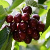 Tüplü İri Meyveli Bol Verimli Yarı Bodur North Wonder Fidanı thumbnail 2