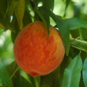 Tüplü Akıllı Ağaç Bol Verimli Tam Bodur Geçci Dixired Şeftali Fidanı - 3