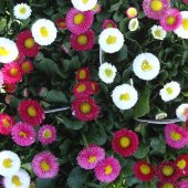 Mix Katmerli Bellis Perennis Ponpon İngiliz Çayır Papatyası Çiçeği Tohumu (100 tohum) - 1