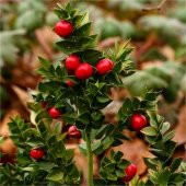 Ruscus Aculeatus Kokina Tavşan Memesi Tohumu (5 tohum) - 1