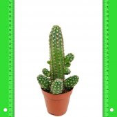 Kırmızı Çiçek Açan Echinopsis Chamaecereus Peanut Kaktüs (5.5 Luk Saksıda) - 1