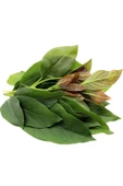 Hatorganik TAZE AVAKADO YAPRAĞI (GÜNLÜK TAZE) 500GR - 1