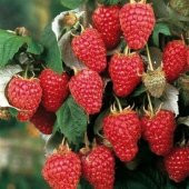 Tüplü Kokulu Aromalı Yediveren Ahududu Fidanı - 1