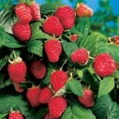 Tüplü Aromalı Aksu Pembesi Ahududu Fidanı - 1
