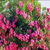 Tüplü Pembe Katmerli Çiçekli Zakkum Fidanı - 1