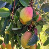 Tüplü Aşılı Bol Verimli İri Meyveli Aromalı Tam Bodur Santa Maria Armut Fidanı - 1