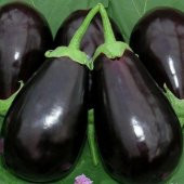 Yüksek Verimli Yöresel Dolmalık Topan Patlıcan Fidesi (5 adet) - 1