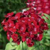 Dianthus Superbus Kırmızı Bol Kokulu Karanfil Çiçeği Tohumu(100 adet) - 1