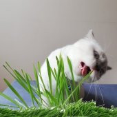 Kedi Otu Tohumu (75 tohum) - 1