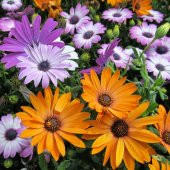 Hybrida Harlequin Karışık Renkli Afrika Papatyası Çiçeği Tohumu ( 20 Tohum) - 1