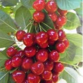 Tüplü Vişne Kiraz Aromalı Vişnap Fidanı - 1
